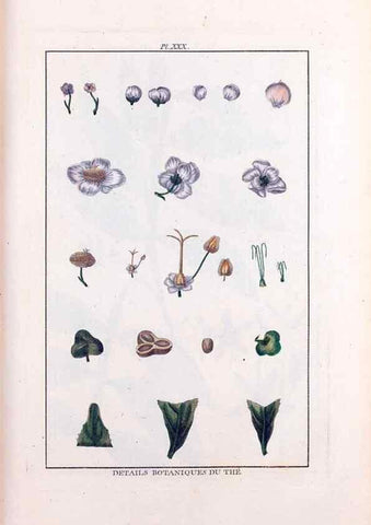Reproducción/Reproduction 48975253813: Le grand jardin de l'univers,. Paris,Chez l'auteur,1785-1791.. 