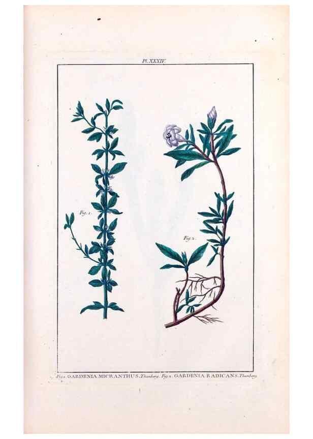Reproducción/Reproduction 48975986367: Le grand jardin de l'univers,. Paris,Chez l'auteur,1785-1791.. 