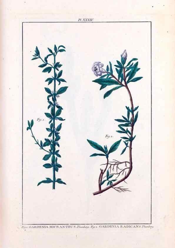 Reproducción/Reproduction 48975986367: Le grand jardin de l'univers,. Paris,Chez l'auteur,1785-1791.. 