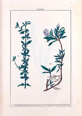 Reproducción/Reproduction 48975986367: Le grand jardin de l'univers,. Paris,Chez l'auteur,1785-1791.. 