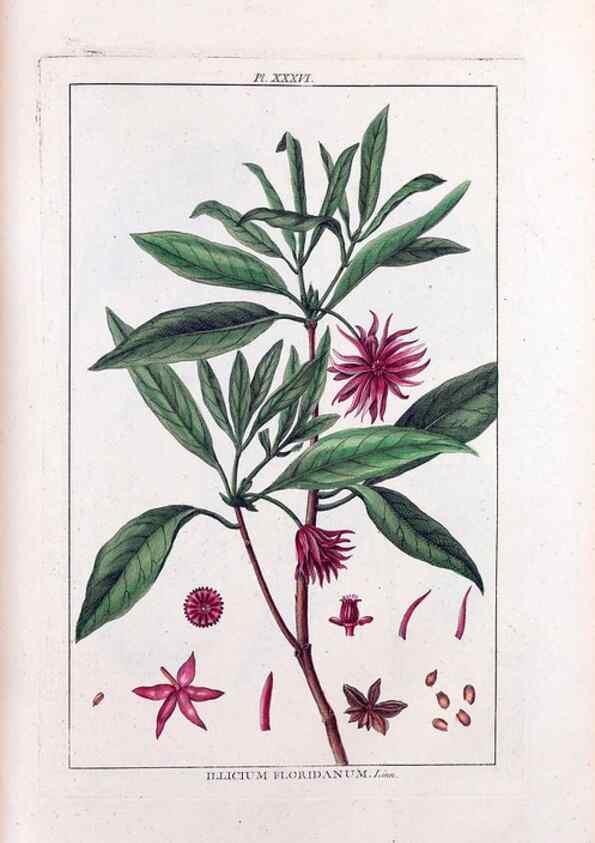 Reproducción/Reproduction 48975806186: Le grand jardin de l'univers,. Paris,Chez l'auteur,1785-1791.. 