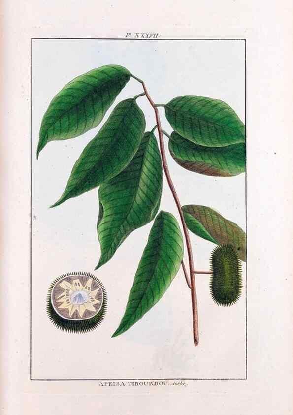 Reproducción/Reproduction 48975257028: Le grand jardin de l'univers,. Paris,Chez l'auteur,1785-1791.. 