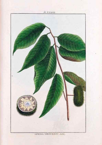 Reproducción/Reproduction 48975257028: Le grand jardin de l'univers,. Paris,Chez l'auteur,1785-1791.. 