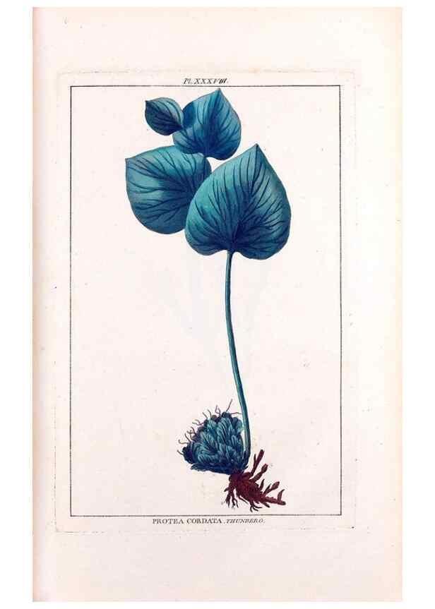 Reproducción/Reproduction 48975807126: Le grand jardin de l'univers,. Paris,Chez l'auteur,1785-1791.. 