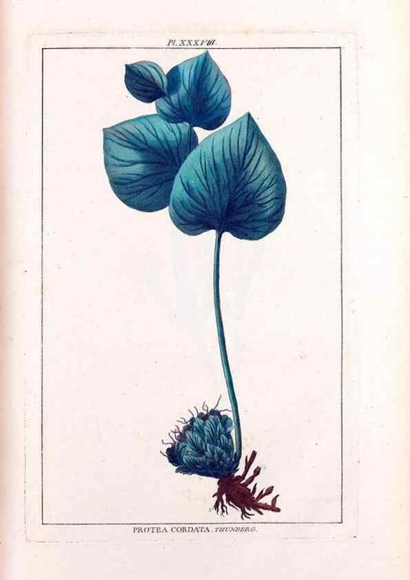 Reproducción/Reproduction 48975807126: Le grand jardin de l'univers,. Paris,Chez l'auteur,1785-1791.. 