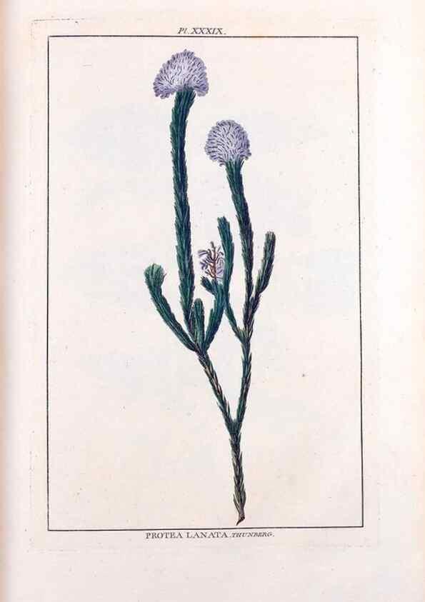 Reproducción/Reproduction 48975988512: Le grand jardin de l'univers,. Paris,Chez l'auteur,1785-1791.. 