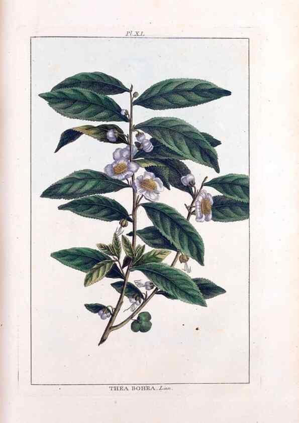Reproducción/Reproduction 48975988972: Le grand jardin de l'univers,. Paris,Chez l'auteur,1785-1791.. 