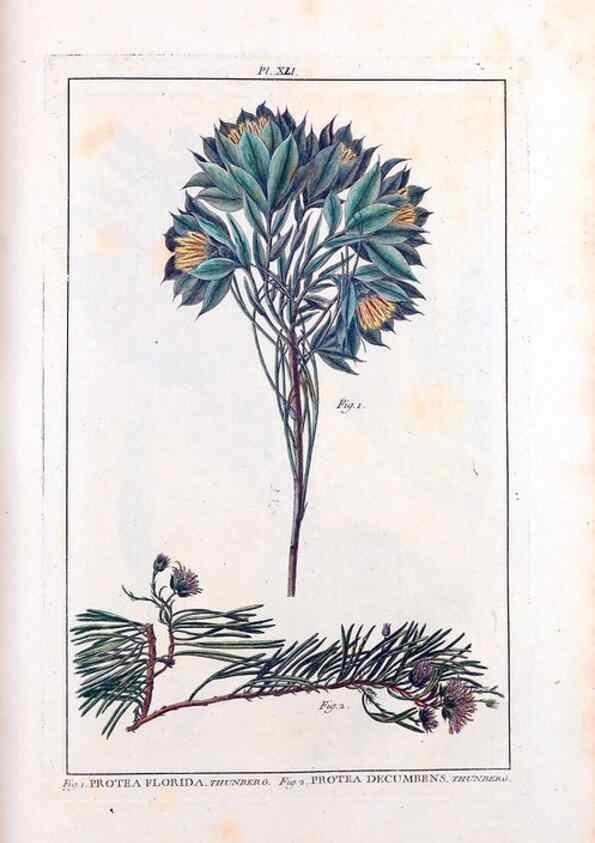 Reproducción/Reproduction 48975989427: Le grand jardin de l'univers,. Paris,Chez l'auteur,1785-1791.. 