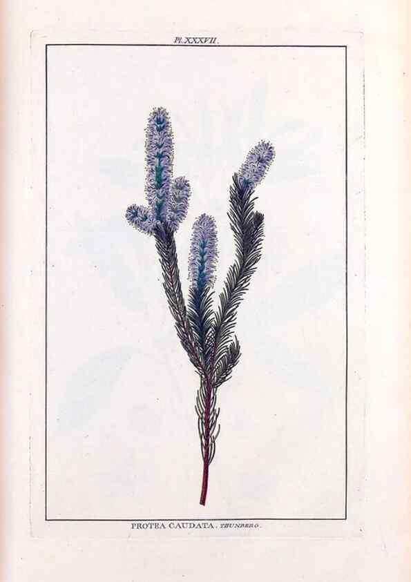 Reproducción/Reproduction 48975986752: Le grand jardin de l'univers,. Paris,Chez l'auteur,1785-1791.. 