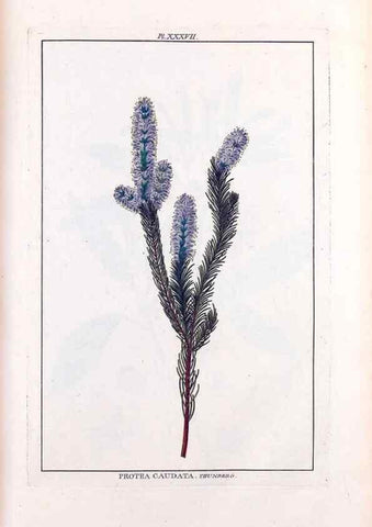 Reproducción/Reproduction 48975986752: Le grand jardin de l'univers,. Paris,Chez l'auteur,1785-1791.. 