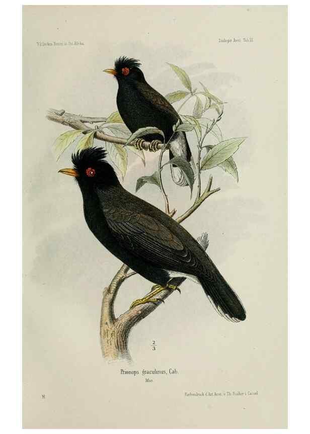 Reproducción/Reproduction 48958046546: Vögel /. Leipzig,1869. 