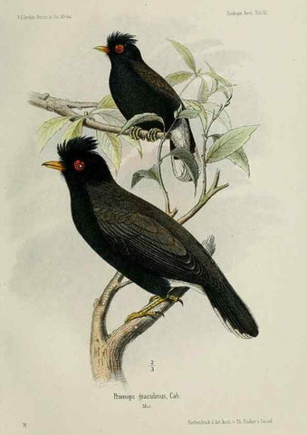 Reproducción/Reproduction 48958046546: Vögel /. Leipzig,1869. 