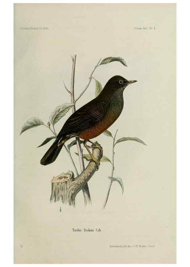 Reproducción/Reproduction 48958230607: Vögel /. Leipzig,1869. 