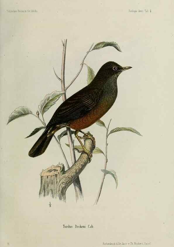 Reproducción/Reproduction 48958230607: Vögel /. Leipzig,1869. 