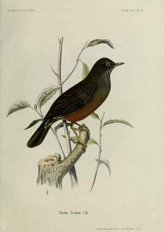 Reproducción/Reproduction 48958230607: Vögel /. Leipzig,1869. 