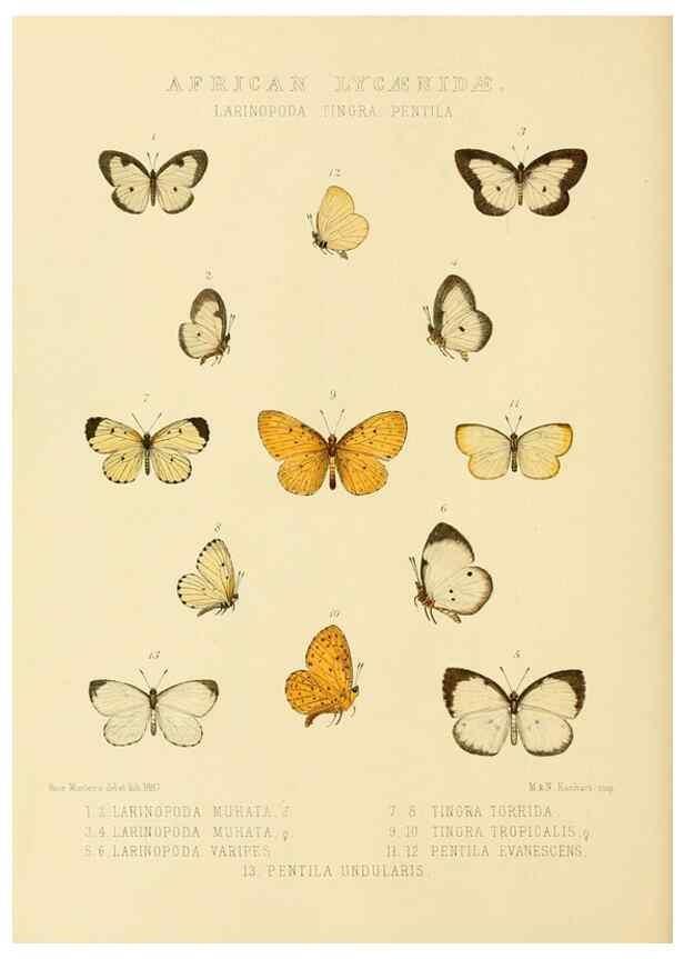 Reproducción/Reproduction 48954680142: Rhopalocera exotica. London :Gurney & Jackson,1887-1902.. 