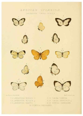 Reproducción/Reproduction 48954680142: Rhopalocera exotica. London :Gurney & Jackson,1887-1902.. 