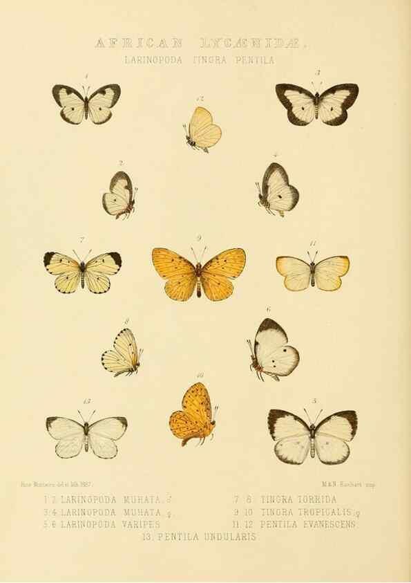 Reproducción/Reproduction 48954680142: Rhopalocera exotica. London :Gurney & Jackson,1887-1902.. 