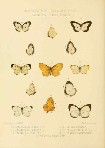 Reproducción/Reproduction 48954680142: Rhopalocera exotica. London :Gurney & Jackson,1887-1902.. 