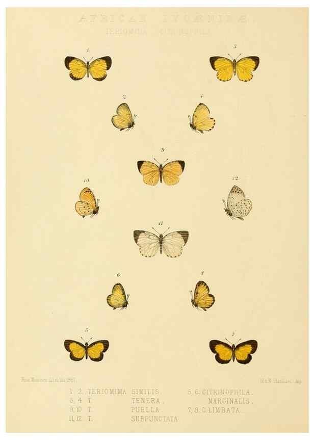 Reproducción/Reproduction 48953942713: Rhopalocera exotica. London :Gurney & Jackson,1887-1902.. 
