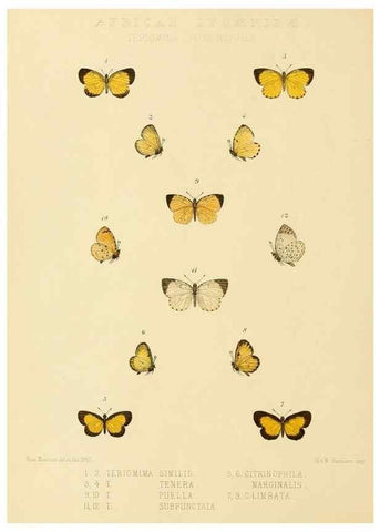 Reproducción/Reproduction 48953942713: Rhopalocera exotica. London :Gurney & Jackson,1887-1902.. 