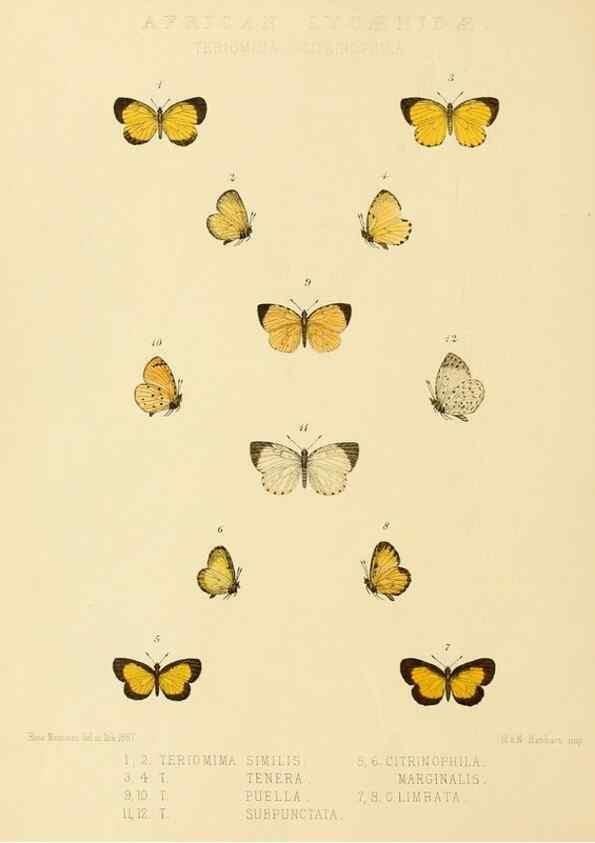 Reproducción/Reproduction 48953942713: Rhopalocera exotica. London :Gurney & Jackson,1887-1902.. 
