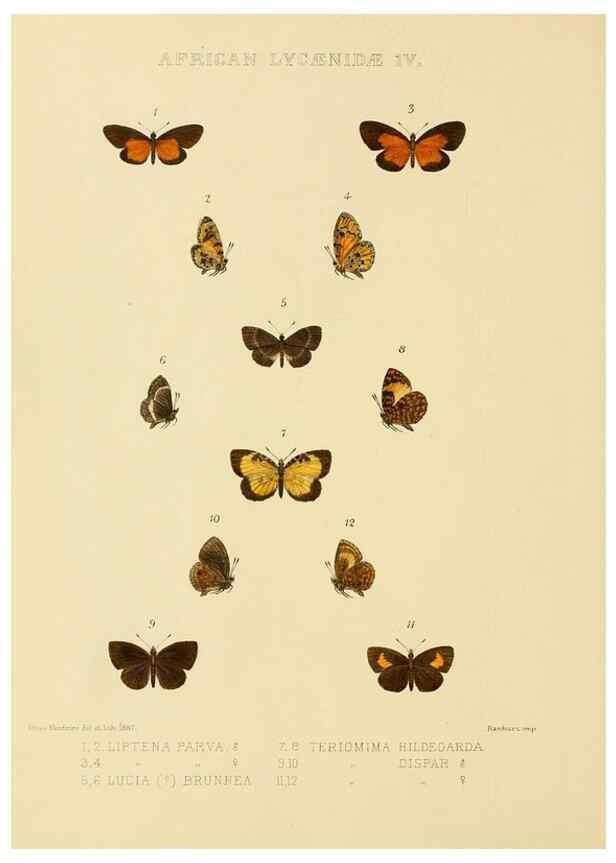 Reproducción/Reproduction 48953943193: Rhopalocera exotica. London :Gurney & Jackson,1887-1902.. 
