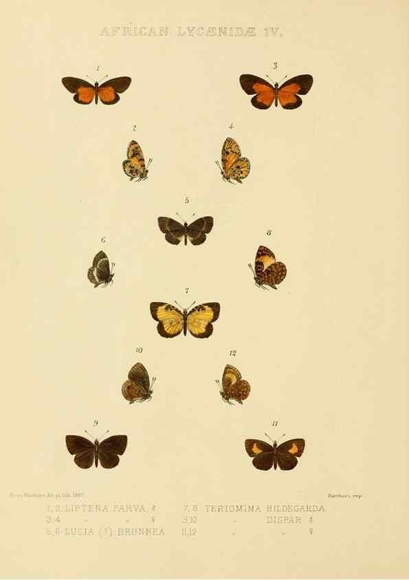 Reproducción/Reproduction 48953943193: Rhopalocera exotica. London :Gurney & Jackson,1887-1902.. 