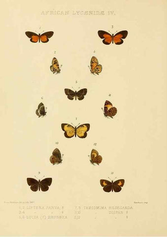 Reproducción/Reproduction 48953943193: Rhopalocera exotica. London :Gurney & Jackson,1887-1902.. 