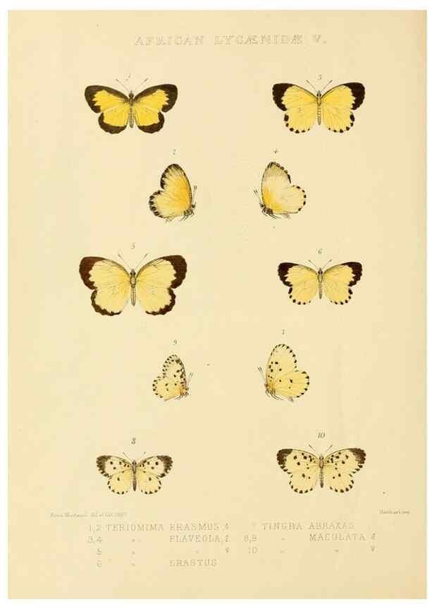 Reproducción/Reproduction 48954681462: Rhopalocera exotica. London :Gurney & Jackson,1887-1902.. 