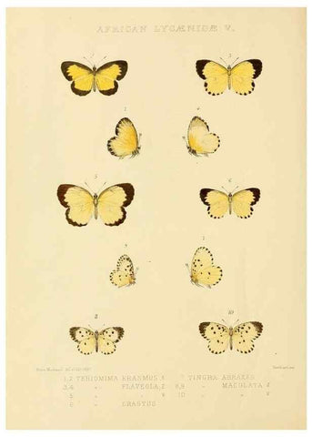 Reproducción/Reproduction 48954681462: Rhopalocera exotica. London :Gurney & Jackson,1887-1902.. 