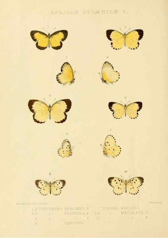 Reproducción/Reproduction 48954681462: Rhopalocera exotica. London :Gurney & Jackson,1887-1902.. 