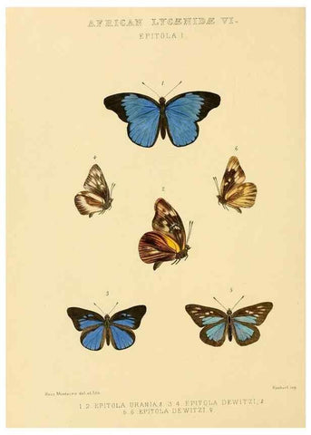 Reproducción/Reproduction 48953944128: Rhopalocera exotica. London :Gurney & Jackson,1887-1902.. 