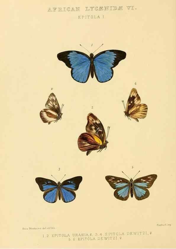 Reproducción/Reproduction 48953944128: Rhopalocera exotica. London :Gurney & Jackson,1887-1902.. 