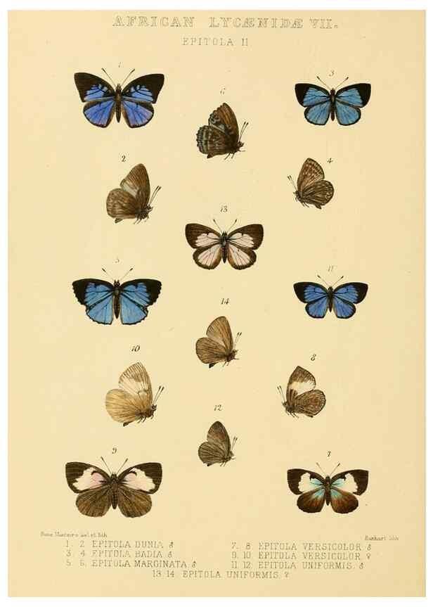 Reproducción/Reproduction 48954682422: Rhopalocera exotica. London :Gurney & Jackson,1887-1902.. 