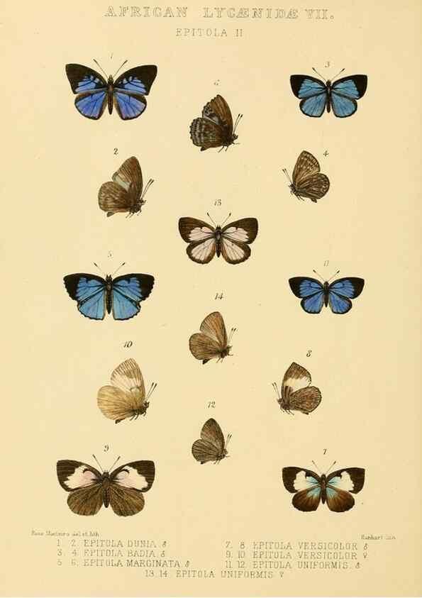 Reproducción/Reproduction 48954682422: Rhopalocera exotica. London :Gurney & Jackson,1887-1902.. 