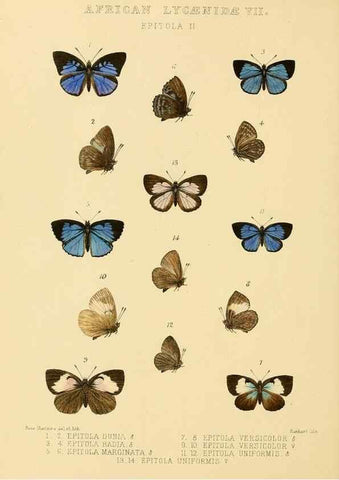 Reproducción/Reproduction 48954682422: Rhopalocera exotica. London :Gurney & Jackson,1887-1902.. 