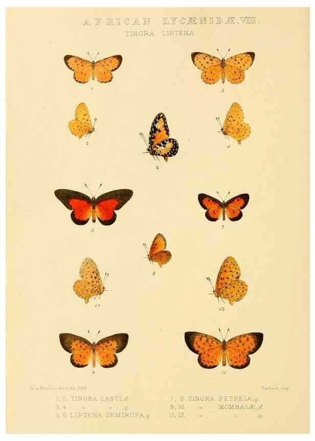 Reproducción/Reproduction 48954682917: Rhopalocera exotica. London :Gurney & Jackson,1887-1902.. 