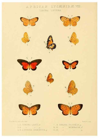 Reproducción/Reproduction 48954682917: Rhopalocera exotica. London :Gurney & Jackson,1887-1902.. 