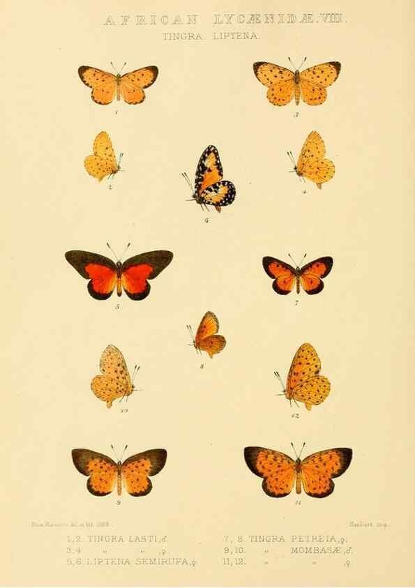 Reproducción/Reproduction 48954682917: Rhopalocera exotica. London :Gurney & Jackson,1887-1902.. 