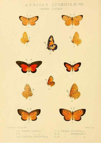 Reproducción/Reproduction 48954682917: Rhopalocera exotica. London :Gurney & Jackson,1887-1902.. 