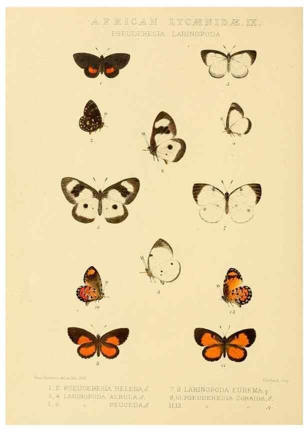 Reproducción/Reproduction 48954683402: Rhopalocera exotica. London :Gurney & Jackson,1887-1902.. 