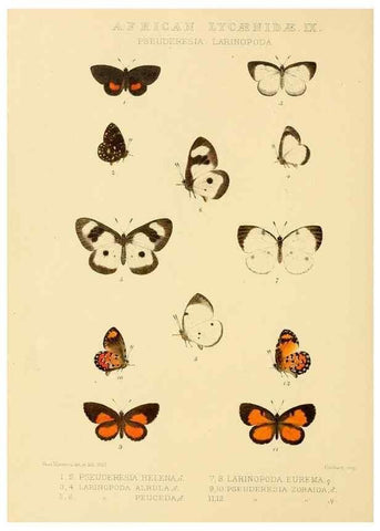 Reproducción/Reproduction 48954683402: Rhopalocera exotica. London :Gurney & Jackson,1887-1902.. 