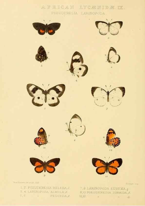 Reproducción/Reproduction 48954683402: Rhopalocera exotica. London :Gurney & Jackson,1887-1902.. 