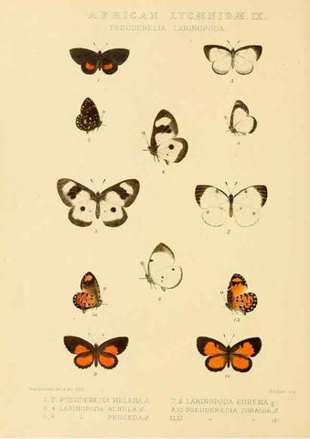 Reproducción/Reproduction 48954683402: Rhopalocera exotica. London :Gurney & Jackson,1887-1902.. 