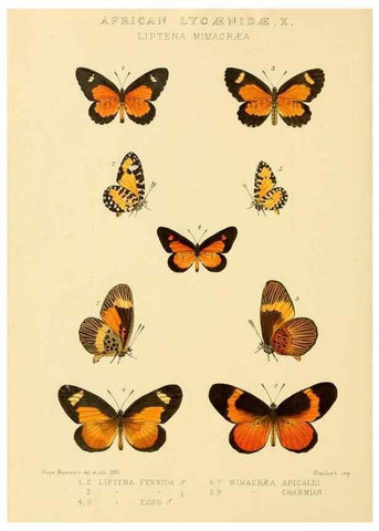 Reproducción/Reproduction 48954683862: Rhopalocera exotica. London :Gurney & Jackson,1887-1902.. 
