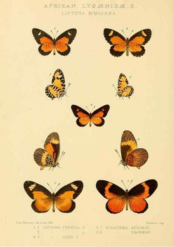 Reproducción/Reproduction 48954683862: Rhopalocera exotica. London :Gurney & Jackson,1887-1902.. 