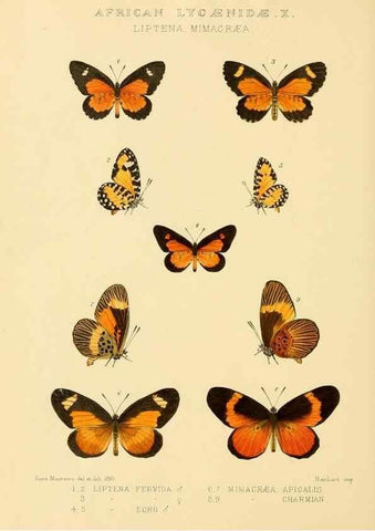 Reproducción/Reproduction 48954683862: Rhopalocera exotica. London :Gurney & Jackson,1887-1902.. 