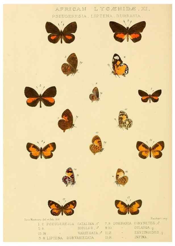 Reproducción/Reproduction 48953946528: Rhopalocera exotica. London :Gurney & Jackson,1887-1902.. 