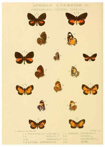 Reproducción/Reproduction 48953946528: Rhopalocera exotica. London :Gurney & Jackson,1887-1902.. 
